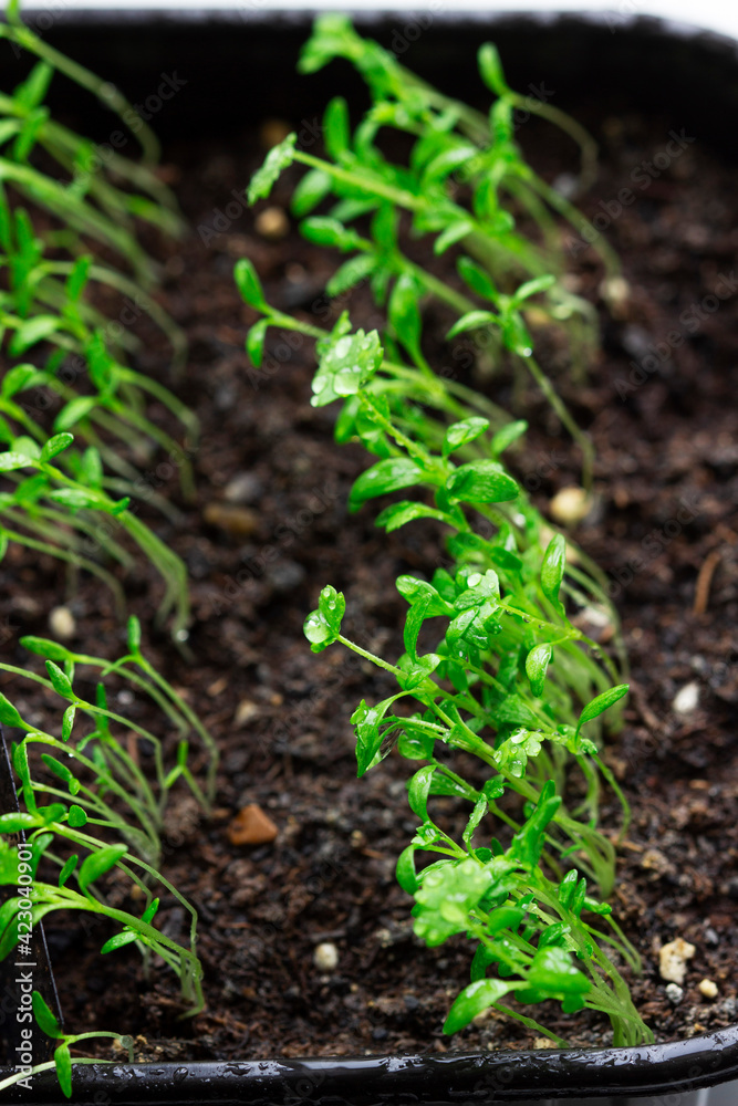 Seedlings of celery grown at home on a windowsill. Seedlings of celery grown at home on a windowsill.