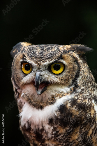 Great Horned Owl © Ivan Zun