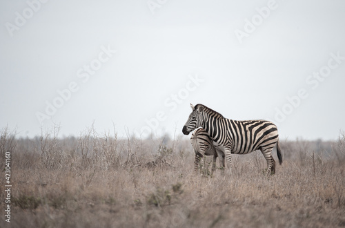 Southern African Plains Zebra seen on a safari in Kruger National Park