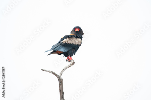 A Bateleur Eagle perched on a stump on a safari in South Africa