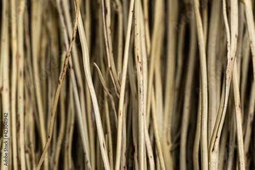 light branches of sorghum in close-up