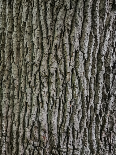 bark of a tree