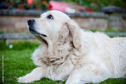 Golden Retriever resting on a lawn