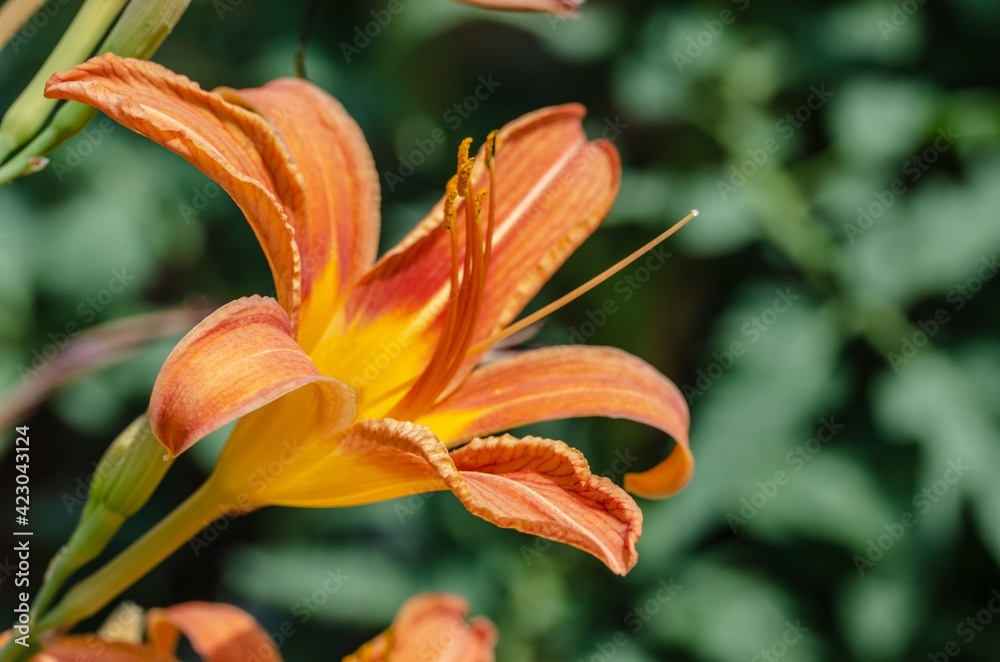Orange lily flower in the foreground Orange lily flower in the foreground