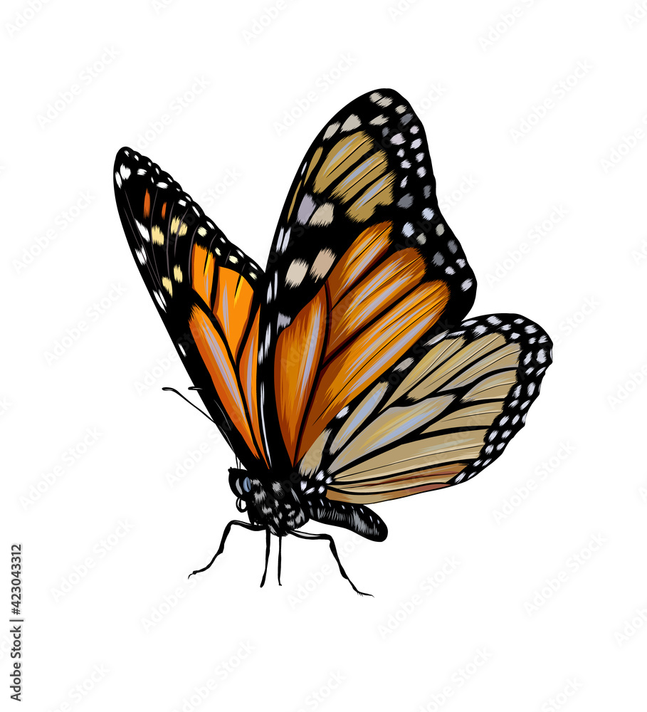 Fototapeta premium Butterfly from a splash of watercolor, colored drawing, realistic. Vector illustration of paints