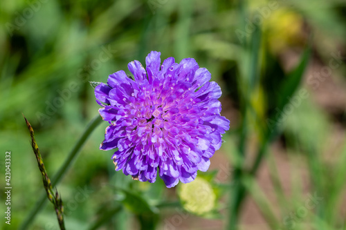 Petite fleur rose sauvage des champs sur les hauts plateaux du C  zallier