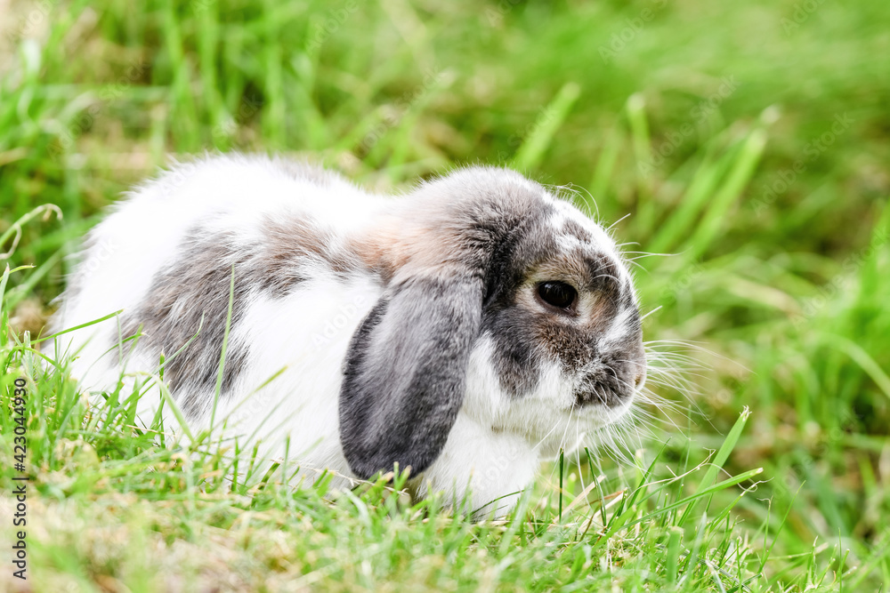 Fototapeta premium rabbit on grass resting
