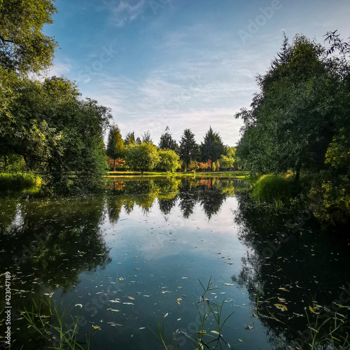 reflection of trees in the lake