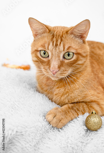 Fototapeta Naklejka Na Ścianę i Meble -  ginger cat and Christmas balls on a light background