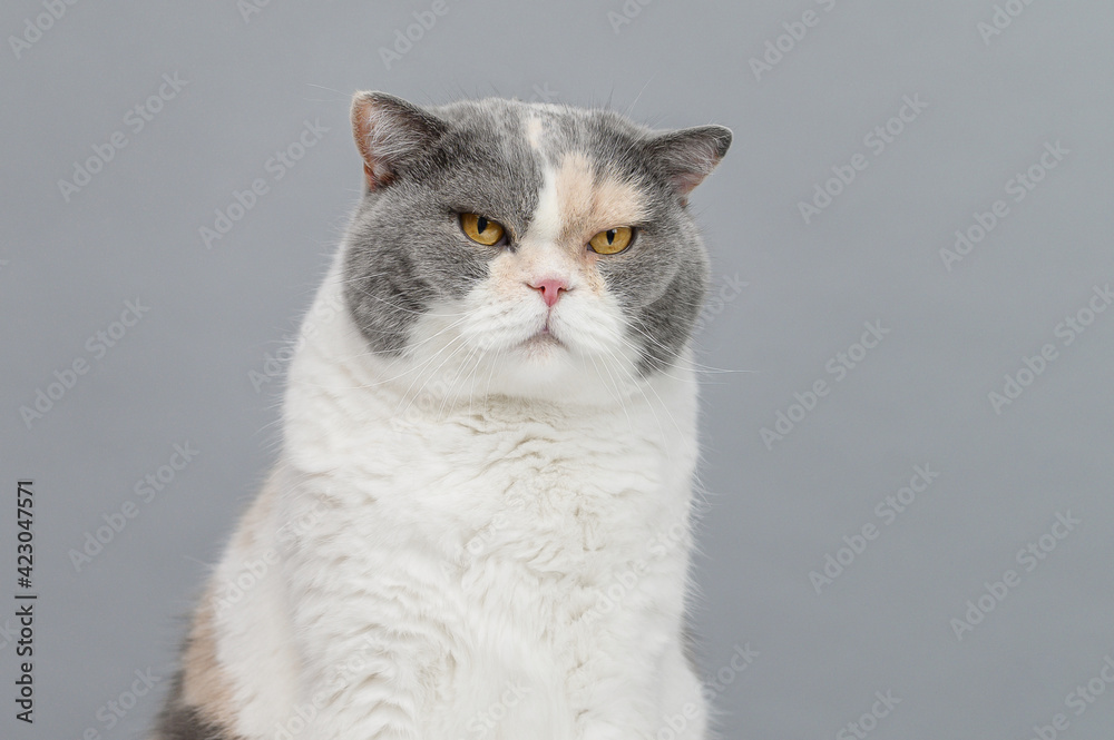 exotic cat on gray background