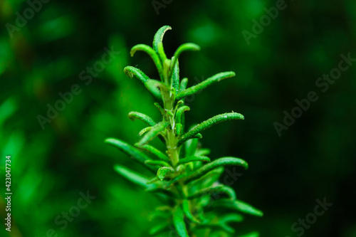 Rosemary plant. Green and large leaves. Nature background. Scientific name is Rosmarinus officinalis.