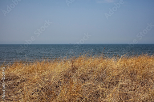 Dunes of the Baltic Sea covered in dry weeds. Kaliningrad