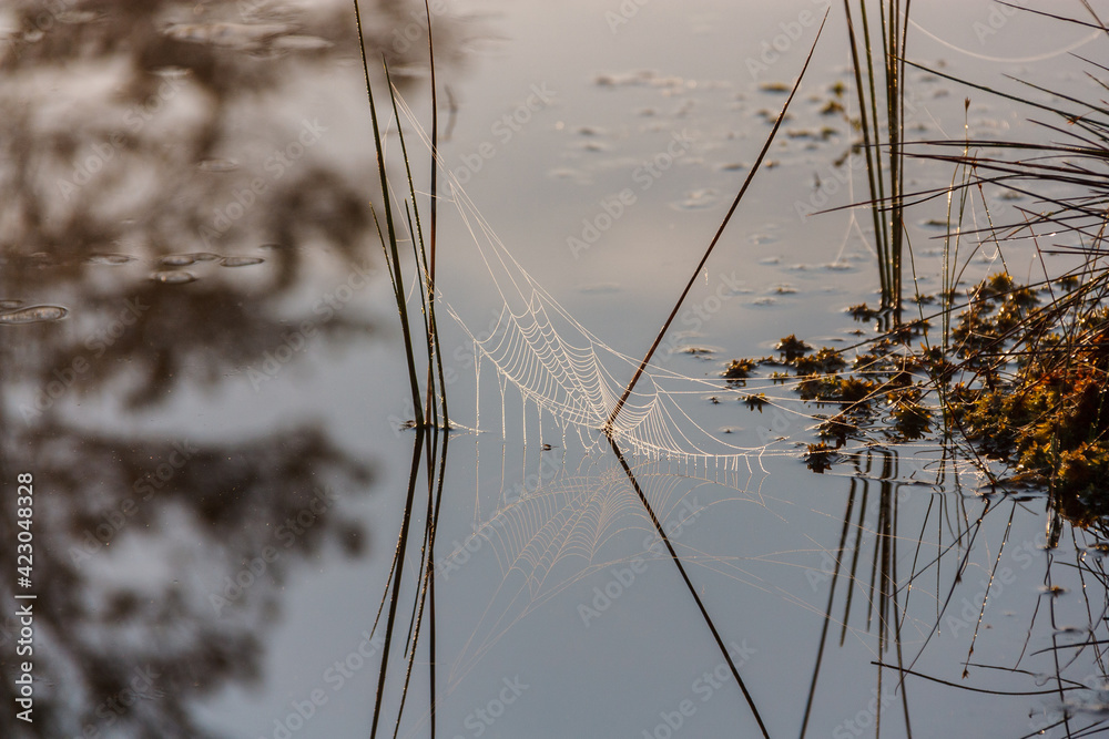 Fototapeta premium Spider web in reeds over water.