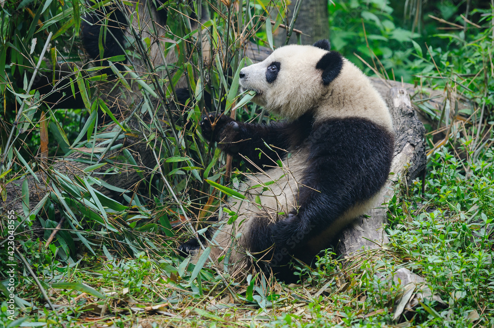 Giant panda bear eating bamboo in forest Giant panda bear eating bamboo in forest