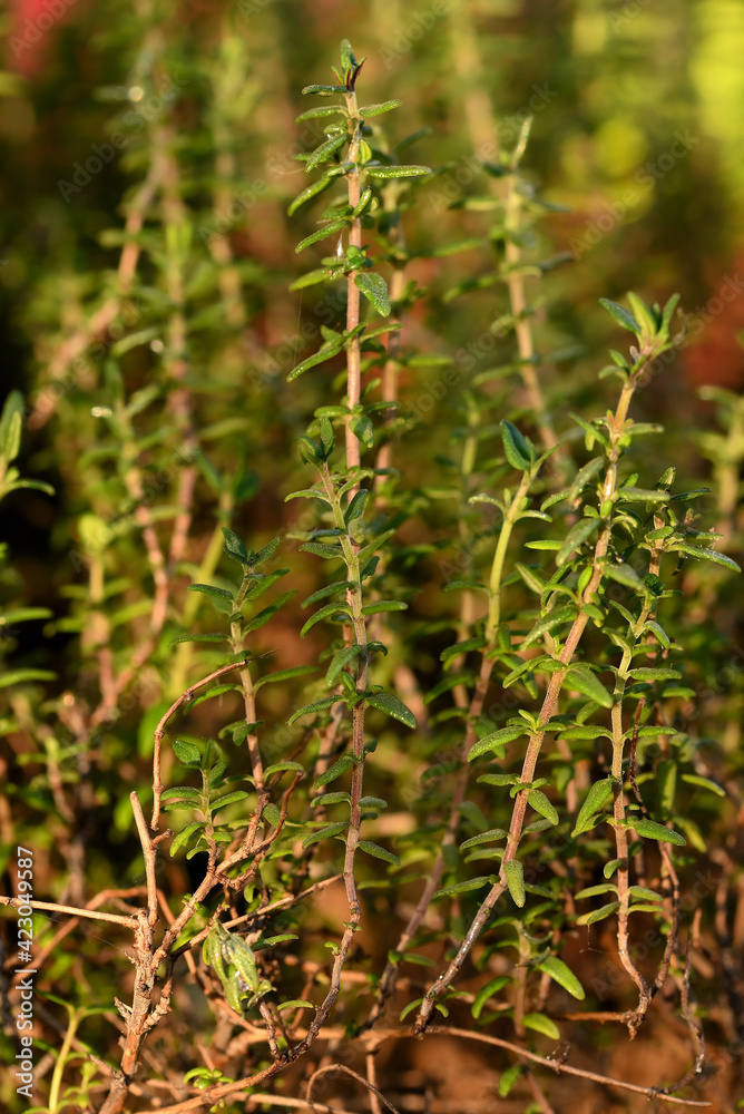 thym citron thym citron