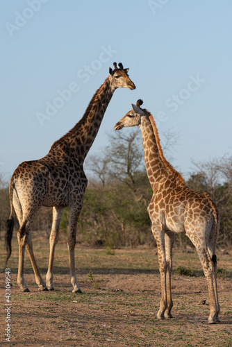 Southern Giraffe seen on a safari in South Africa