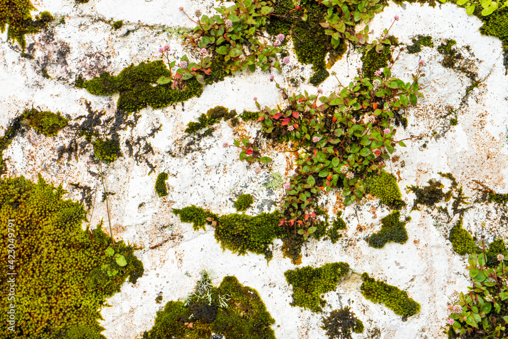 Fototapeta premium White stone wall overgrown with moss close up