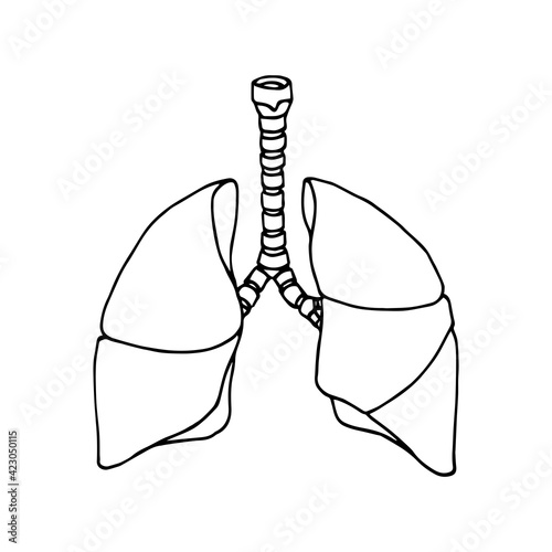 human lungs with trachea, organs of the respiratory systems, vector illustration with black contour lines isolated on a white background in doodle and hand drawn style