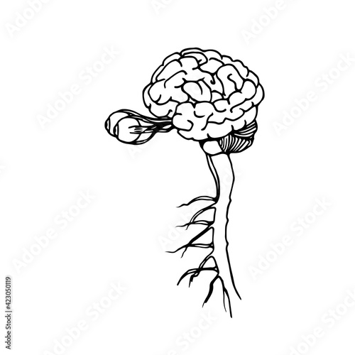 human brains with eyes, organs of vision and nervous system, vector illustration with black ink contour lines isolated on a white background in doodle and hand drawn style