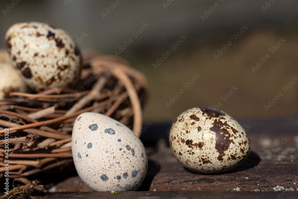 Obraz premium A nest made of willow branches with fresh quail eggs lies in nature on a base made of wood
