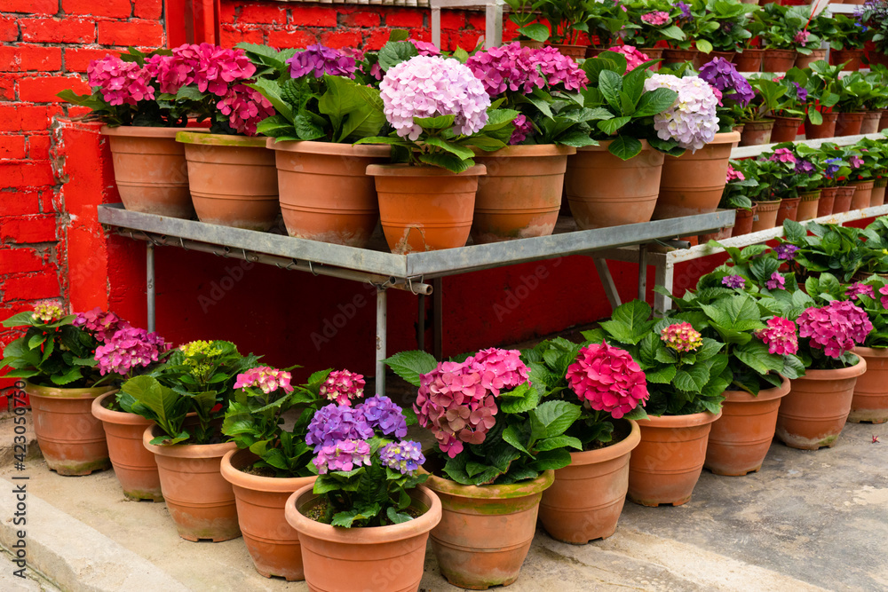 Blooming hydrangea flowers in a plant store in Asia Blooming hydrangea flowers in a plant store in Asia
