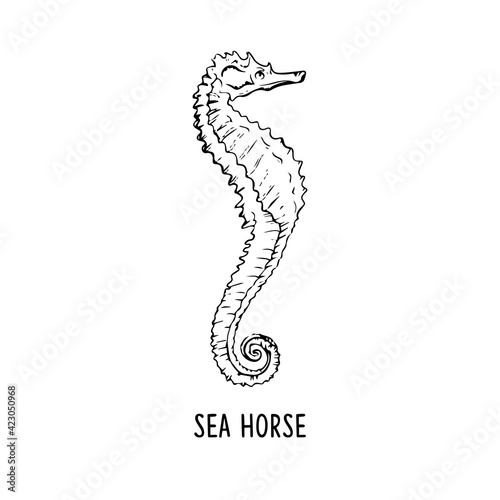 Elegant line seahorse, vector art illustration 