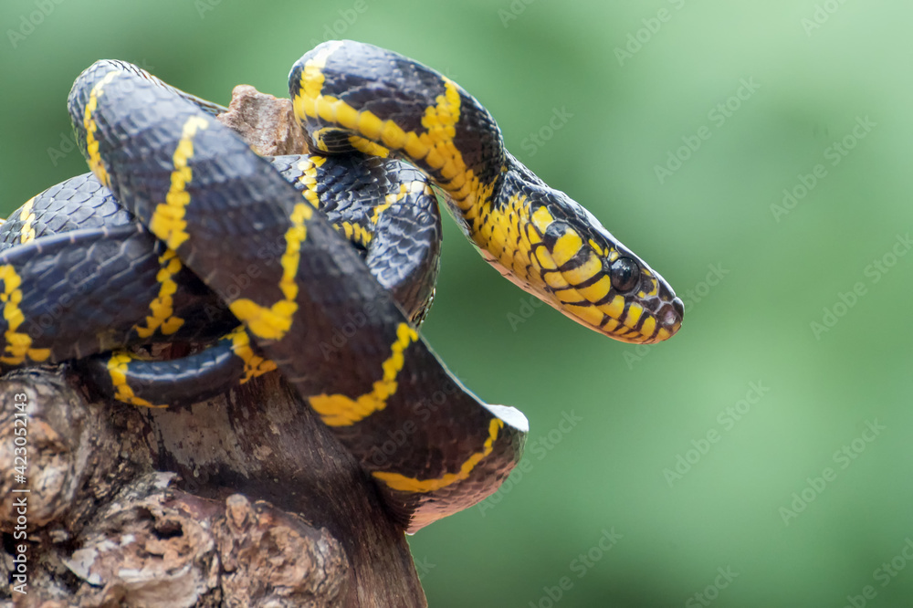 Fototapeta premium Angry the gold-ringed cat snake, trying to attack, front view of boiga dendrophillia 
