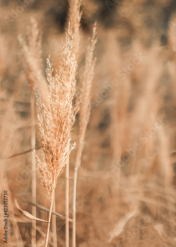 Pampas grass. Abstract natural minimal background of Cortaderia selloana fluffy plants moving in the wind.