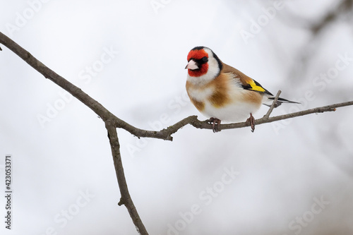 European goldfinch is colorful multicolored little bird