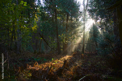 Light beam shines through the forest in the National Park © Elton