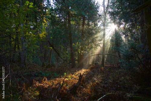 Light beam shines through the forest in the National Park