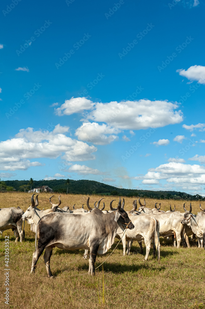 Livestock. Cattle in the field in Alagoinha, Paraiba State, Brazil on April 23, 2012. Livestock. Cattle in the field in Alagoinha, Paraiba State, Brazil on April 23, 2012.