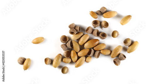 Dry, brown acorns isolated on white background, top view