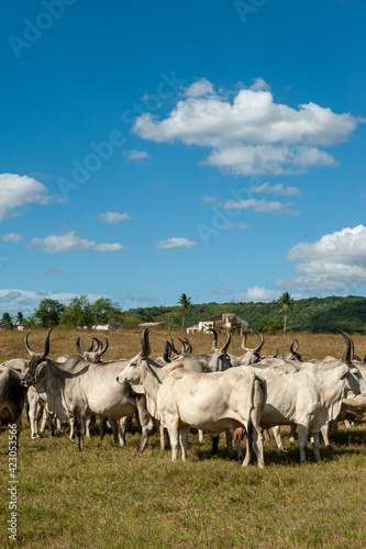 Livestock. Cattle in the field in Alagoinha, Paraiba State, Brazil on April 23, 2012. © Cacio Murilo