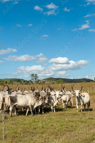 Livestock. Cattle in the field in Alagoinha  Paraiba State  Brazil on April 23  2012.