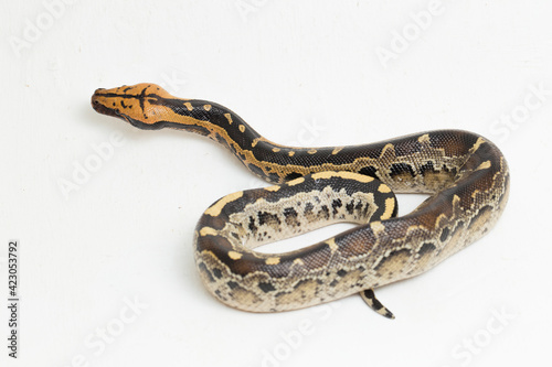 Borneo short-tailed blood python snake (Python curtus breitensteini) isolated on white background. photo