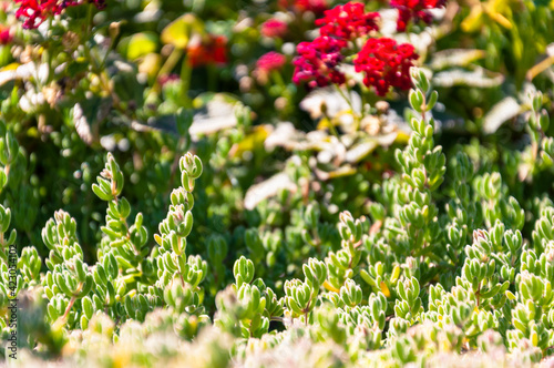 Succulent stems of green grass on a blurred background of green plants with red flowers.