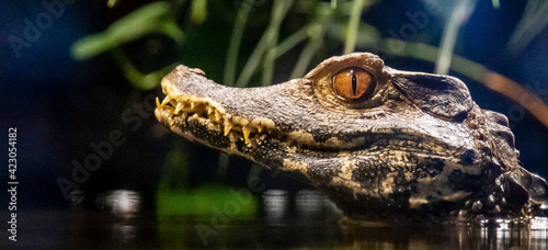 head of a crocodile