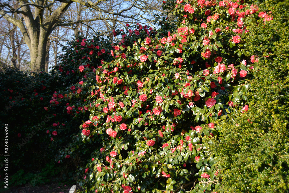 flowers in the park flowers in the park