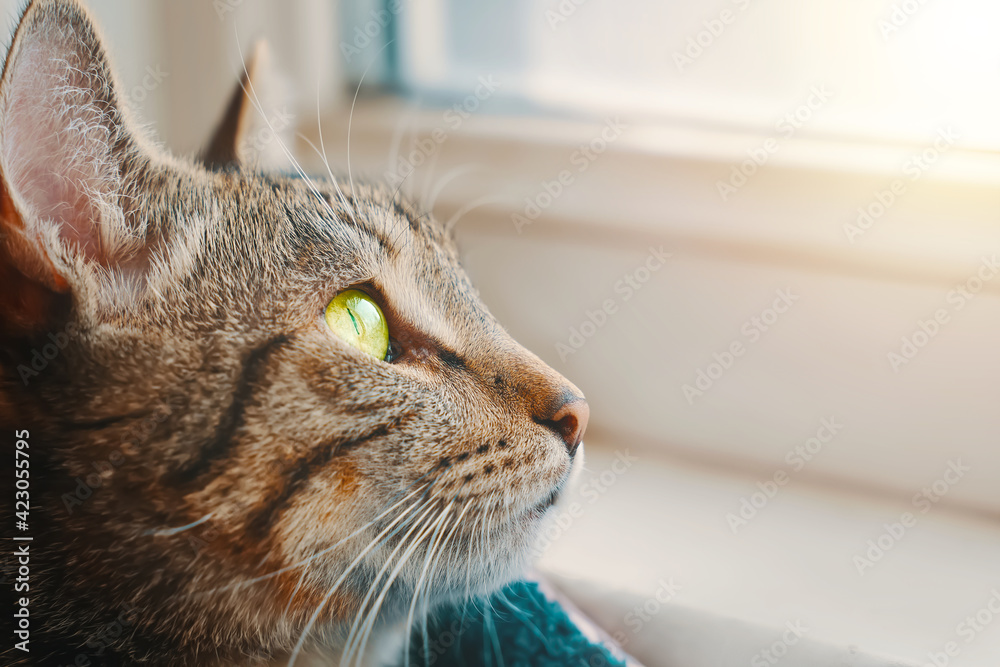 Striped cat in basket near windowsill. Close up animal portrait. Kitten with yellow eyes looks out window. Sunlight falls on pet.