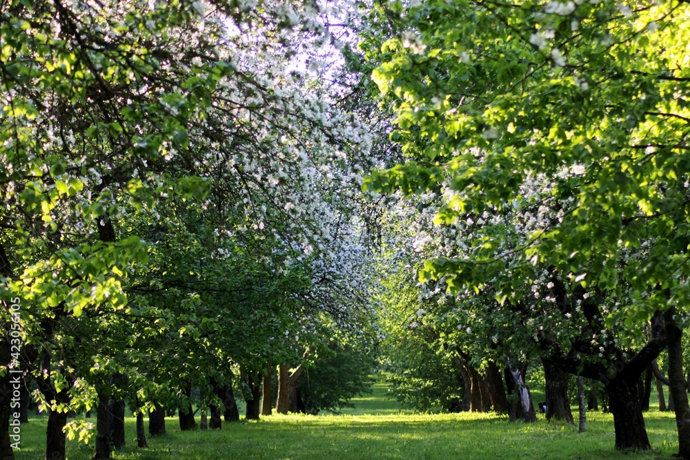Naklejka premium trees in the park