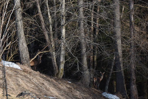 cervi bosco foresta  photo