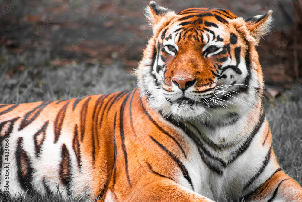 tiger in zoo tiger in zoo