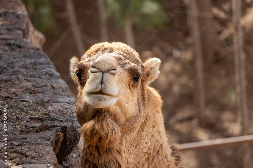 Camel watching.  Portrait of a camel. Dromedary in the zoo. 