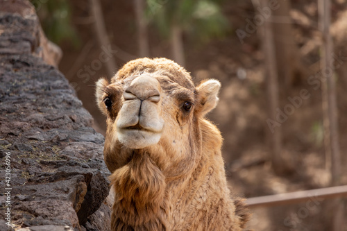 Camel watching.  Portrait of a camel. Dromedary in the zoo. 