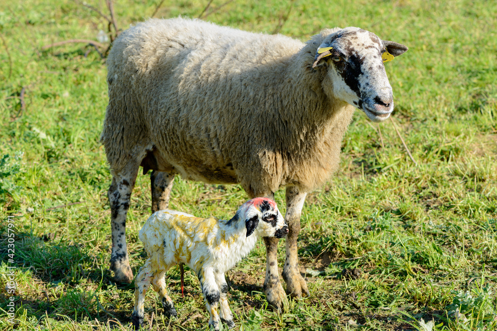 Fototapeta premium Newborn sheep in the field