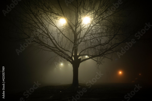 Creepy haunted tree in fog monster © fireshrew