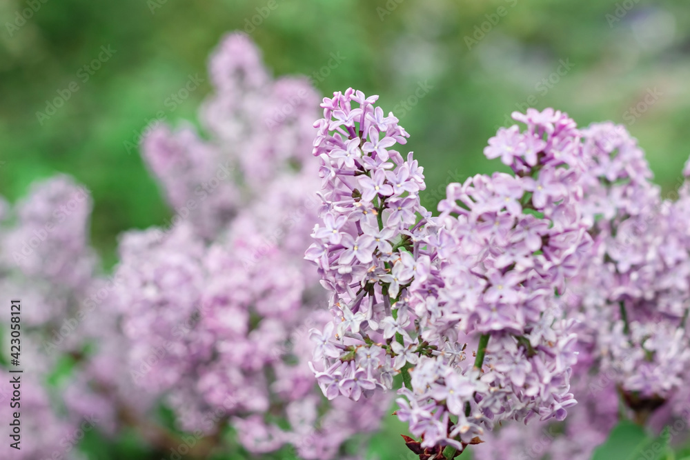 Obraz premium Blooming tender lilac, violet blue flower closeup at springtime, beautiful natural background with pastel romantic color