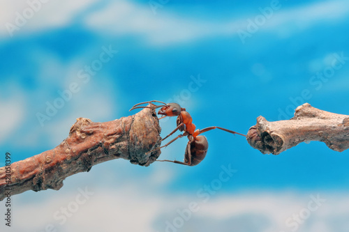 An ant tries to move to another branch against the blue sky. In relation to the ant, even a very small twig looks like a thick log.