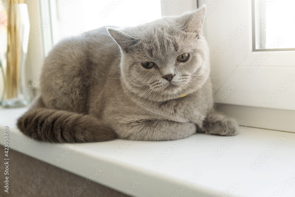 Fototapeta premium Grey British Cat Sits on A Window Seat.